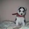 dozturk