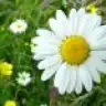 daisy00