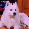 tazu