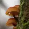 sandalye