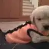 bediskedis