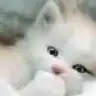 Curcunaa