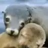 NYAVUZ