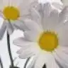 zuzuenes