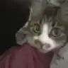 seromi