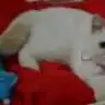 bodiscorlu