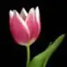 romeo_juliet