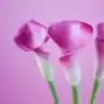 eslem1