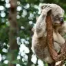 pembiskoala