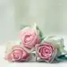 pinkangell