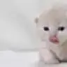toprakucar