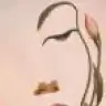 zaaide