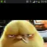 yecce