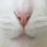 glamourcat