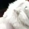 missile