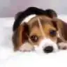 Angelitos