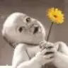 pelinemir