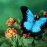 butterfly3480