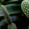 cersenda