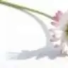 eecem