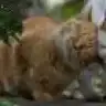 ucan_balooon