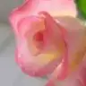 ela_nisa