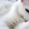 topri