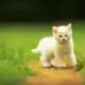 yurda87