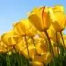 savarona_