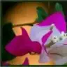 begonvil_