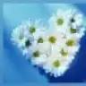 mimoza_35