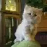 elissa_01