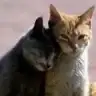 gayecagli