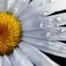 MisPapatya
