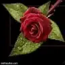 y.ysmn