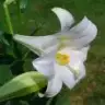 cerenisil