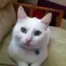 meltems
