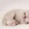 findukkurdi