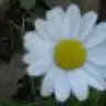 saribuyu
