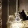 fatmavn