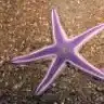 moresea