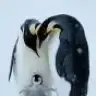xxl
