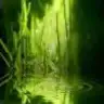 gulumsen