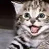 catcat1