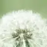 ela_55