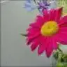 aysegul22