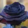 mavi_raziye