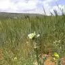 femirzela