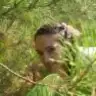 haniif