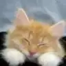 veh